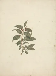 African Buckthorn: Finished Drawing without Details and with Berries Added