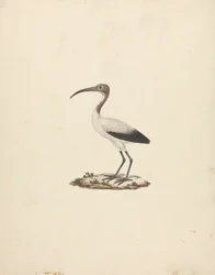 Threkiornis aethiopicus (African Sacred Ibis)