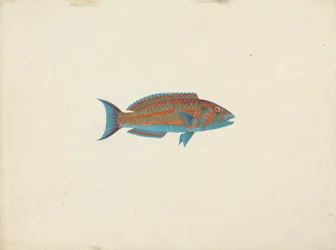 Unidentified Fish