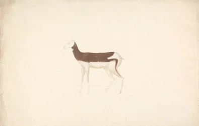 Unidentified Ungulate