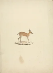 Unidentified Madogua (Dik-dik)