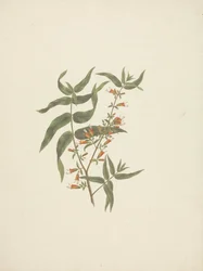 Woodfordia uniflora (A. Rich.) Koehne: Finished Drawing of Flowering Shoot