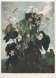 The Temple of Flora, or Garden of Nature: The Oblique-leaved Begonia