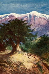 Cedars of Lebanon - Matt. xii. 33, c1924
