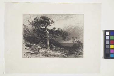 Old Cedars, Coast of Maine