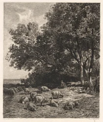 Sheep Grazing