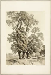 Elm, from The Park and the Forest