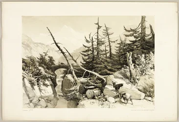 Larch, from The Park and the Forest