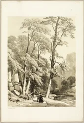 Sycamore, from The Park and the Forest
