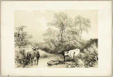 Thorn, Willow, Beech and Birch, from The Park and the Forest
