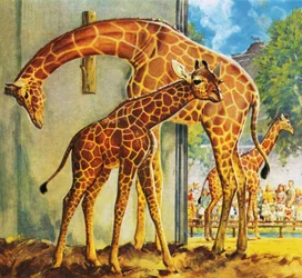 Virginia the Giraffe