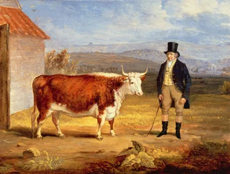 Mr James Hodges and his Two Year-Old Hereford Heifer, c.1843