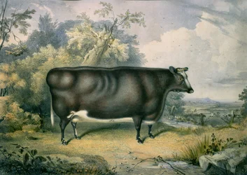 The Cottesmore Prize Heifer, after Henry Strafford, 1837
