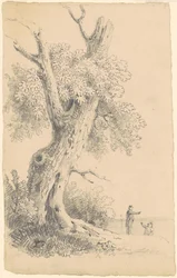 Tree Near the Shore