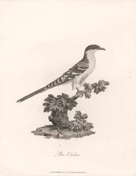 Bee Cuckoo