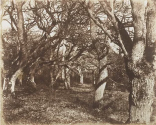 A Peep in Leigh Woods