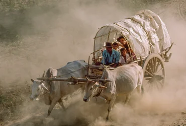Bullock cart races mark the full-moon day of Kason, Patheingyi, east of Mandalay, Burma