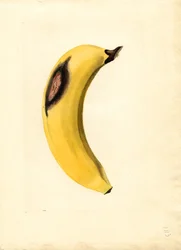 Banana (Musa)