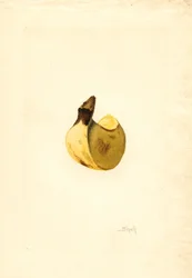 Banana (Musa)