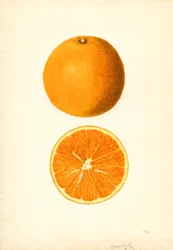 Boone Early Oranges (Citrus sinensis)