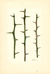 Citrus Canker on Orange plant stem (Poncirus trifoliata)