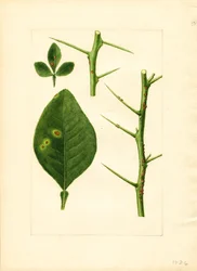 Diseased orange tree leaf and twig (Poncirus trifoliata)