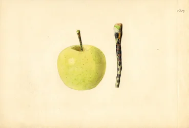 Golden Delicious Apple (Malus domestica)