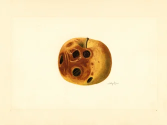 Grimes Apple (Malus domestica)