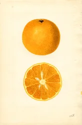 Majorca Oranges (Citrus sinensis)