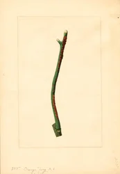 Orange tree twig (Citrus sinensis: Valencia)
