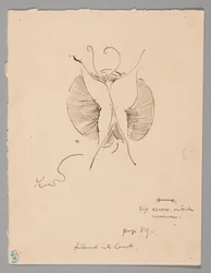 Butterfly (recto); Fragment of Butterfly (verso)