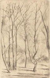 The Dam Wood