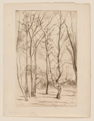 The Dam Wood