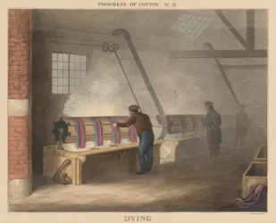 Progress of Cotton: #11 - Dying