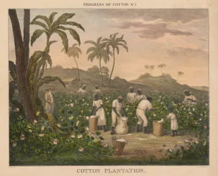 Progress of Cotton: #1 - Cotton Plantation