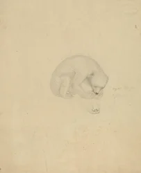 A Bear