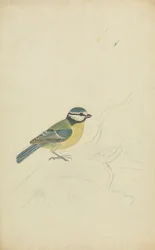 A Blue Tit