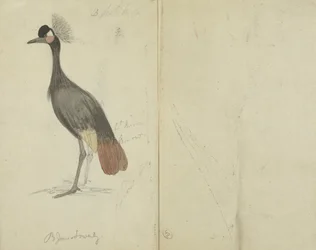 A Crane