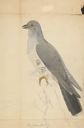 A Dove