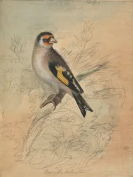A European Goldfinch