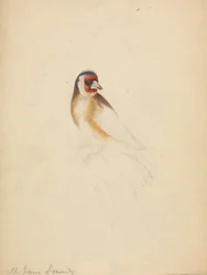 A European Goldfinch