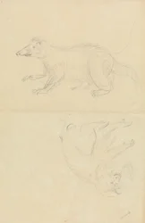 A Mammal (coatimundi?) and a Primate (Marmoset?). A Coatimundi and a Lion-Headed Marmoset