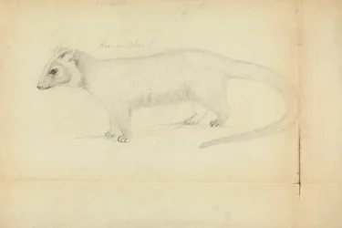 A Weasel