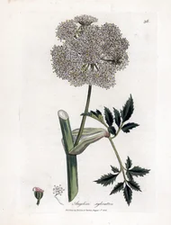 Angelique des bois ou sylvestris - Wild angelica, Angelica sylvestris