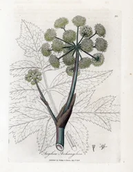 Angelique true or officinal or archangelique - Garden angelica, Angelica archangelica