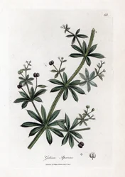 Anise sugar or scatteron - Cleavers or goose grass, Calium aparine