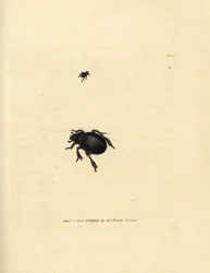 Aphodius arenarius beetle