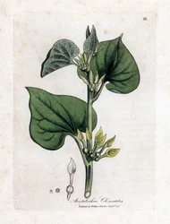 Aristoloche Clematite - Climbing Birthwort, Aristolochia Clematitis