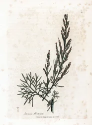 Aurone or Lemongrass or Sagebrush Lemongrass - Southernwood, Artemisia abrotanum. Handcoloured Copperplate Engraving from a Botanical Illustration by James Sowerby from William Woodville and Sir William Jackson Hooker