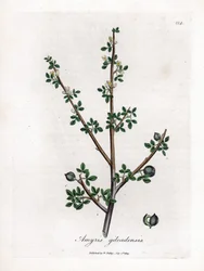 Balsam of Mecca or Balsam of Galaad - Balsam of Mecca, Commiphora Gileadensis. Handcoloured Copperplate Engraving from a Botanical Illustration by James Sowerby from William Woodville and Sir William Jackson Hooker